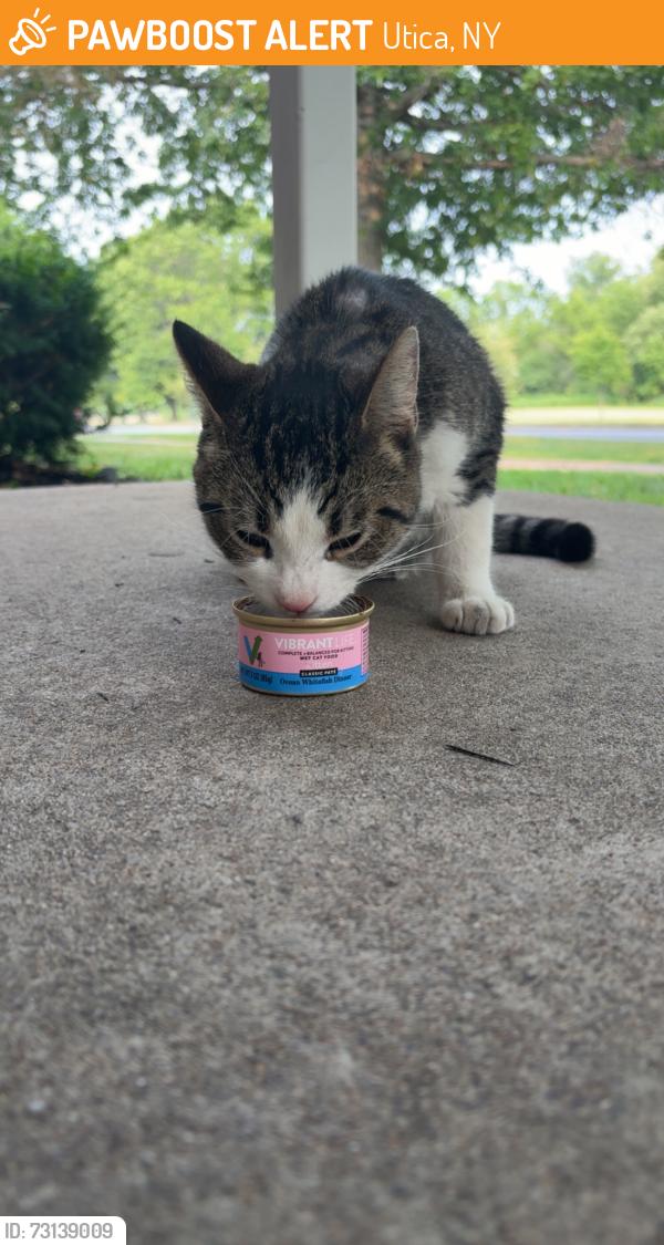 Found/Stray Unknown Cat last seen On corner of Culver ave & Armory Drive., Utica, NY 13501