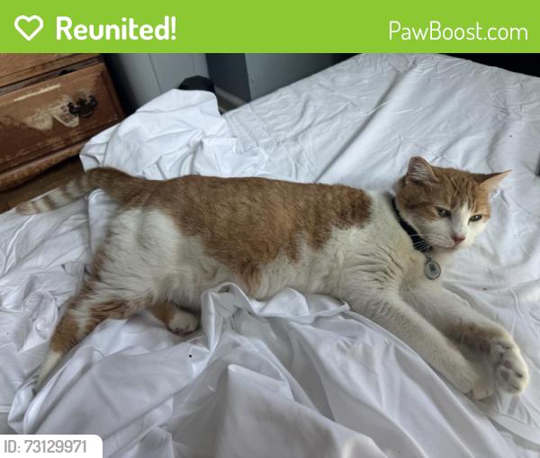 Reunited Female Cat last seen George Washington Highway and Scodon Drive, Ridgefield, CT 06877
