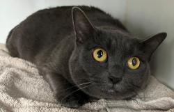 Shelter Stray Female Cat last seen W, BROOKLYN, NY, 11214, 3139 Veterans Rd W, Staten Island, NY 10309, USA