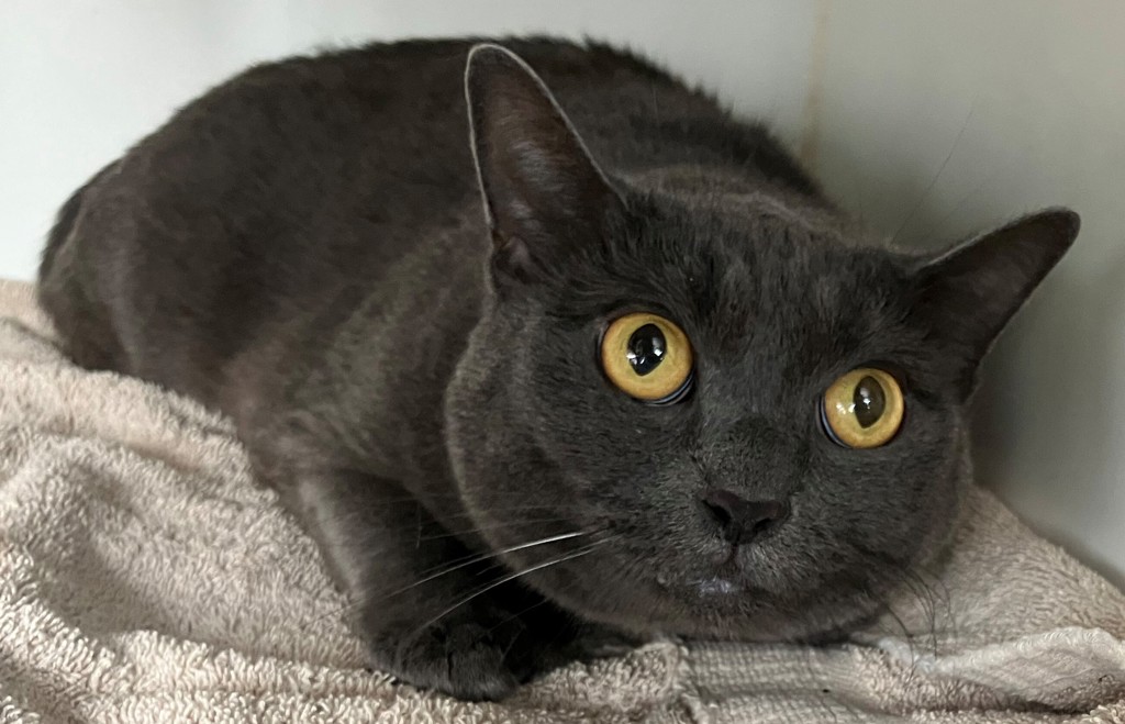 Shelter Stray Female Cat last seen W, BROOKLYN, NY, 11214, 3139 Veterans Rd W, Staten Island, NY 10309, USA