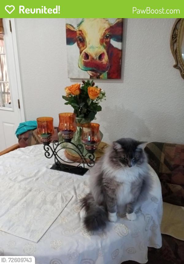 Reunited Female Cat last seen Saxon & Missouri, Martinez, CA 94553
