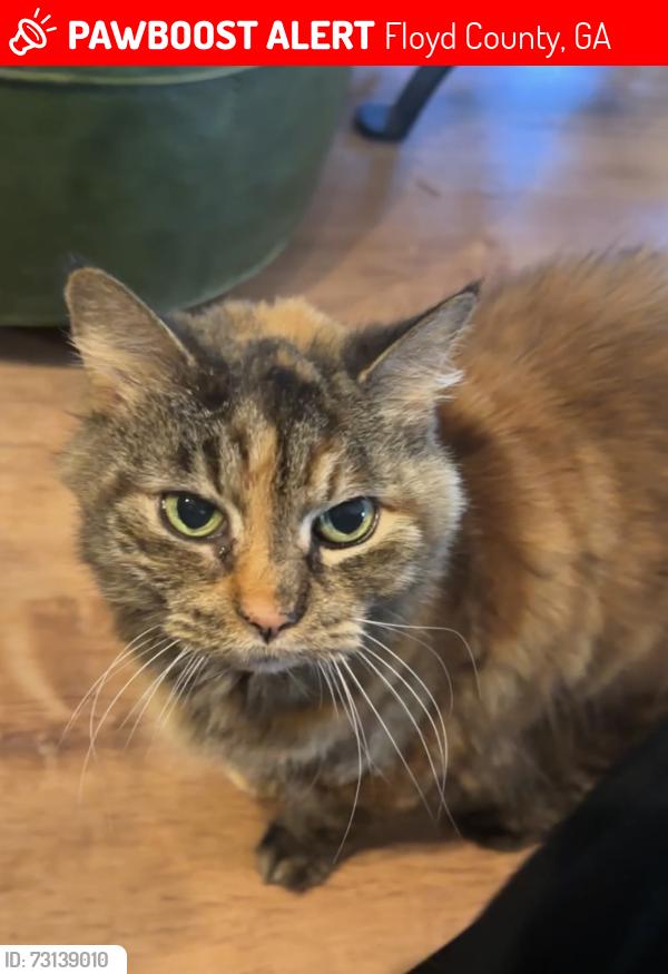 Lost Female Cat last seen In ridge view neighborhood off Old Rockmart at Wax, Floyd County, GA 30173