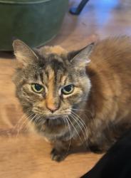 Lost Female Cat last seen In ridge view neighborhood off Old Rockmart at Wax, Floyd County, GA 30173