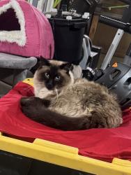 Reunited Male Cat last seen Hampden, Aurora, CO 80013