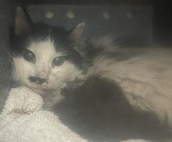 Shelter Stray Unknown Cat last seen Near S 300 Street E, SALT LAKE CITY, UT, 84115, 511 W 3900 S, Salt Lake City, UT 84123, USA