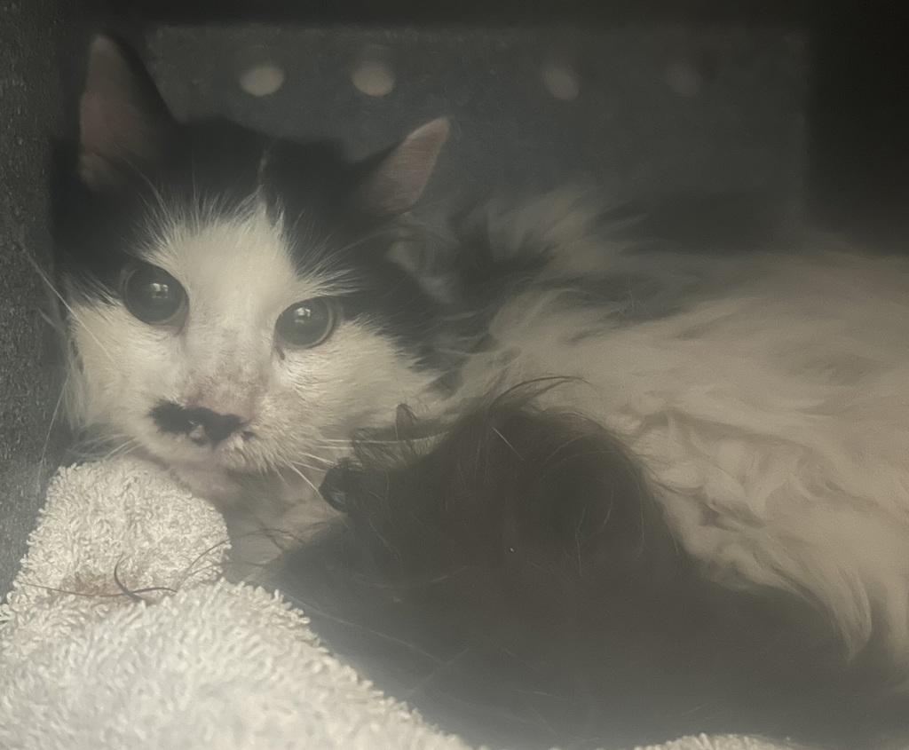 Shelter Stray Unknown Cat last seen Near S 300 Street E, SALT LAKE CITY, UT, 84115, 511 W 3900 S, Salt Lake City, UT 84123, USA