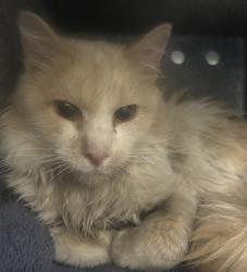 Shelter Stray Unknown Cat last seen Near S 300 Street E, SALT LAKE CITY, UT, 84115, 511 W 3900 S, Salt Lake City, UT 84123, USA