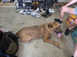 Found/Stray Female Dog last seen Parr and PSL BLVD, Port St. Lucie, FL 34953