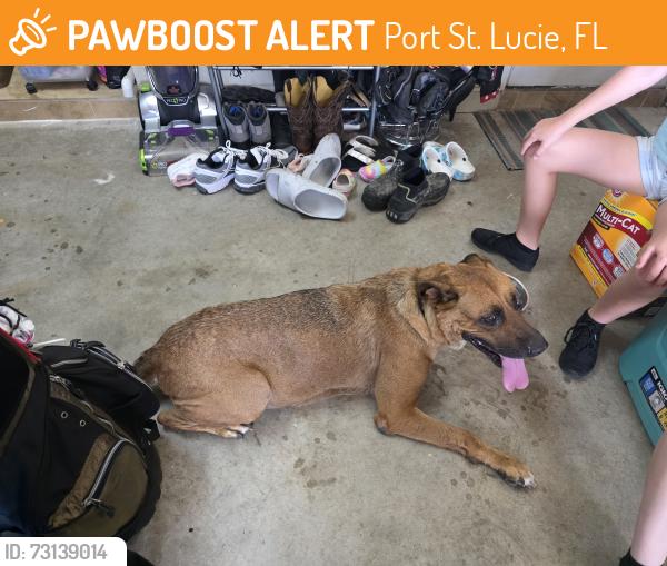 Found/Stray Female Dog last seen Parr and PSL BLVD, Port St. Lucie, FL 34953