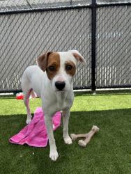 Shelter Stray Male Dog last seen Near Palm, Imperial Beach, CA, 91932, 5500 Gaines St, San Diego, CA 92110, USA