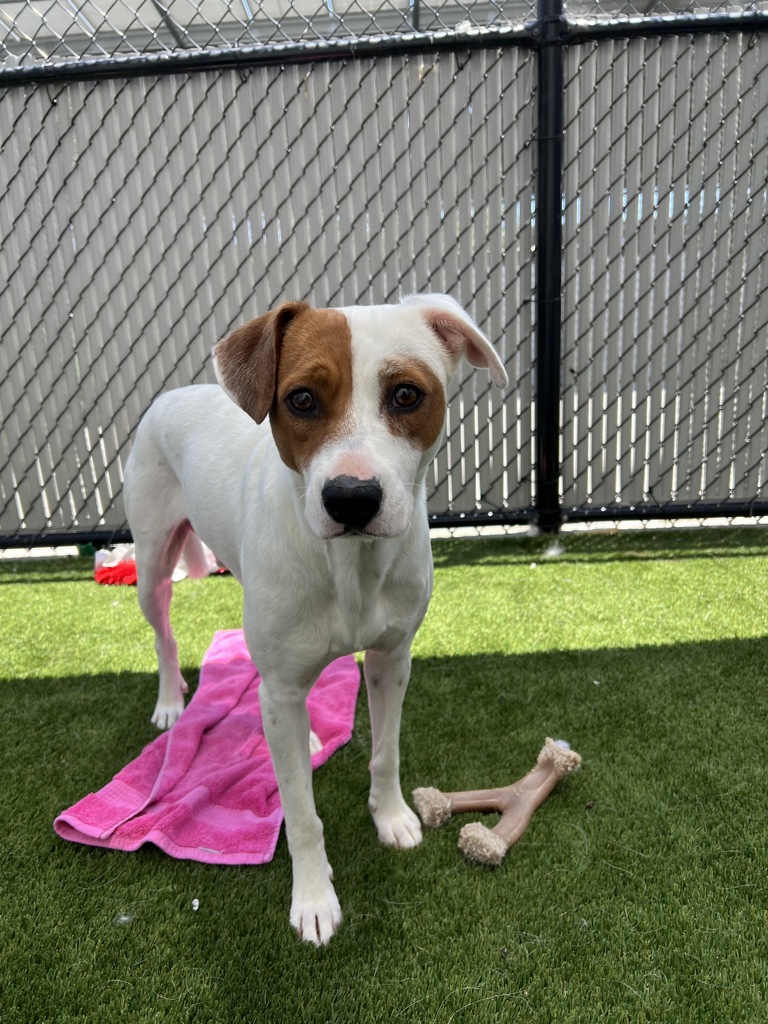 Shelter Stray Male Dog last seen Near Palm, Imperial Beach, CA, 91932, 5500 Gaines St, San Diego, CA 92110, USA