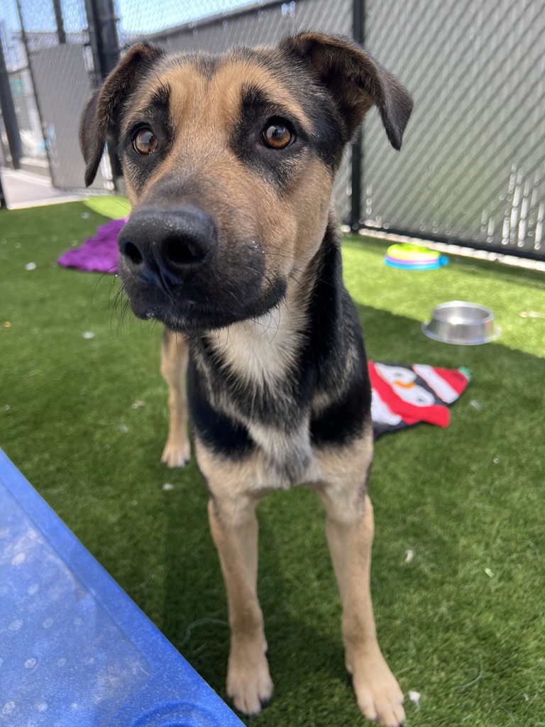 Shelter Stray Male Dog last seen Near Palm, Imperial Beach, CA, 91932, 5500 Gaines St, San Diego, CA 92110, USA