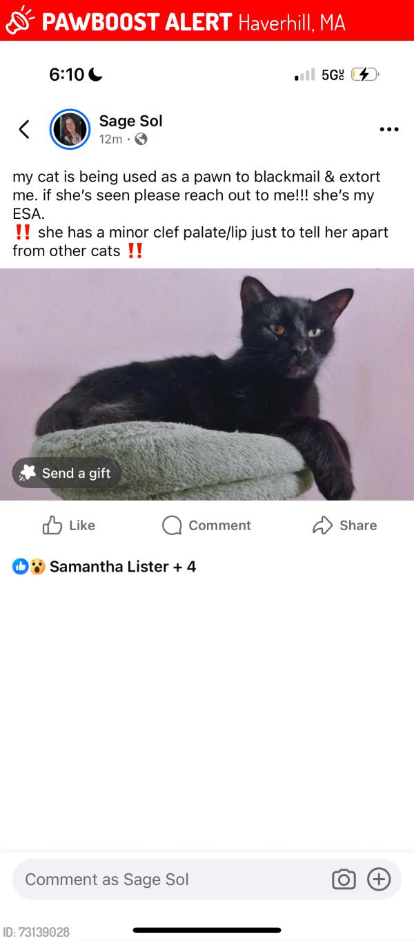 Lost Female Cat last seen Park St, Summer St?, Haverhill, MA 01830