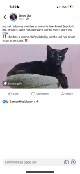 Lost Female Cat last seen Park St, Summer St?, Haverhill, MA 01830