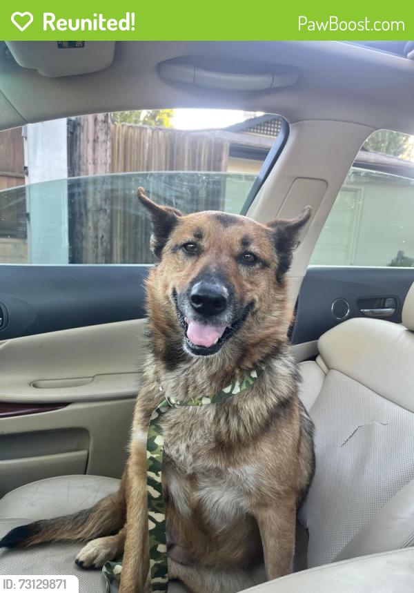 Reunited Female Dog last seen Chestnut and 15th, Long Beach, CA 90813