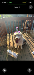 Reunited Male Dog last seen Prarie view, Lee's Summit, MO 64063