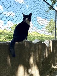Lost Male Cat last seen Northcliffe Neighborhood, Schertz, TX 78108