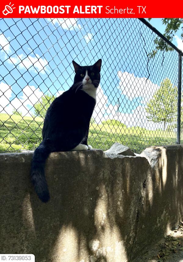 Lost Male Cat last seen Northcliffe Neighborhood, Schertz, TX 78108