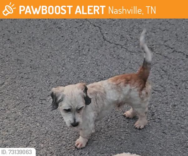 Found/Stray Male Dog last seen Irma Drive, Nashville, TN 37013