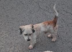 Found/Stray Male Dog last seen Irma Drive, Nashville, TN 37013