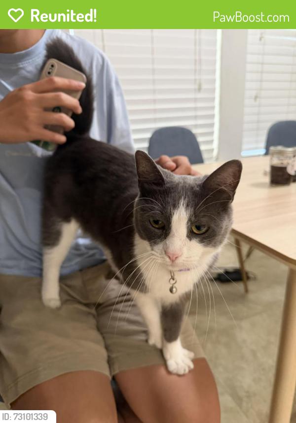 Reunited Female Cat last seen Brook Ridge Dr, Fort Worth, TX 76120