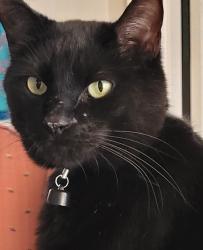 Reunited Male Cat last seen Keller Springs between Josey and Marsh lane, Carrollton, TX 75006