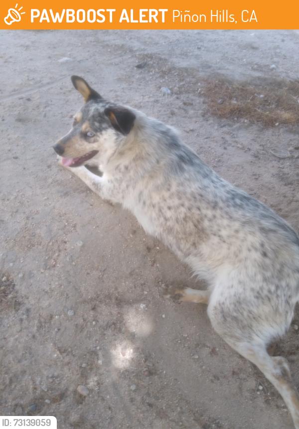 Found/Stray Male Dog last seen Dollar General oasis rd, Piñon Hills, CA 92372