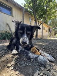 Lost Female Dog last seen Mountain Home Ranch, Calistoga, CA 94515
