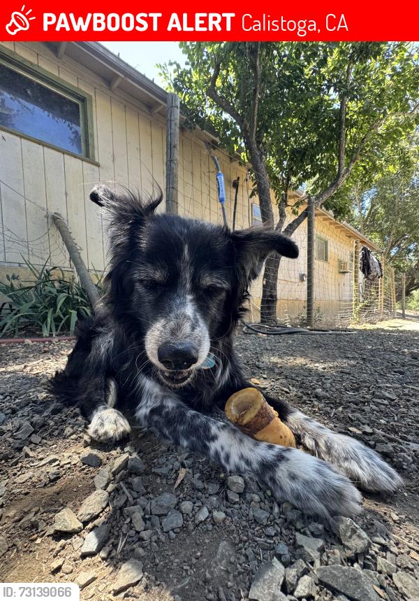 Lost Female Dog last seen Mountain Home Ranch, Calistoga, CA 94515