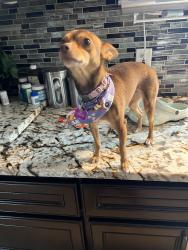 Reunited Female Dog last seen Sagewillow and Sagerock and surround area, Houston, TX 77089