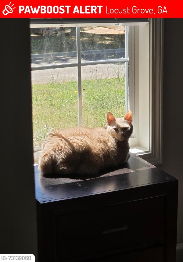 Lost Male Cat last seen Wolf creek, Locust Grove, GA 30248