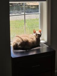 Lost Male Cat last seen Wolf creek, Locust Grove, GA 30248