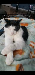 Lost Male Cat last seen Maher rd, Independence, KY 41051