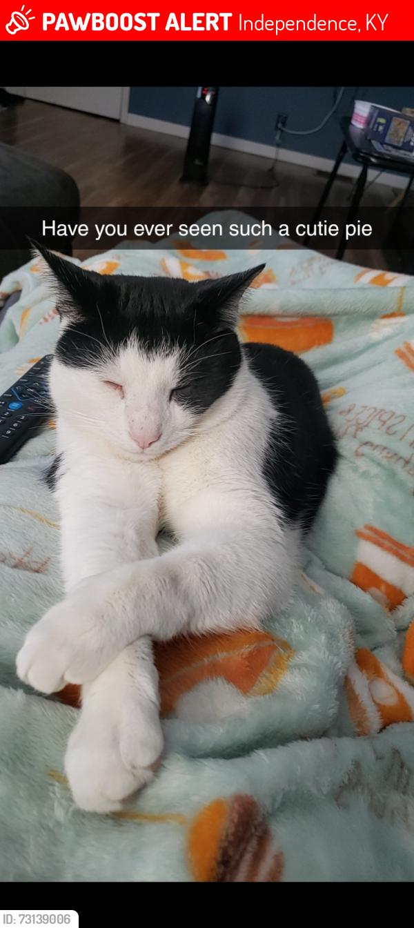 Lost Male Cat last seen Maher rd, Independence, KY 41051