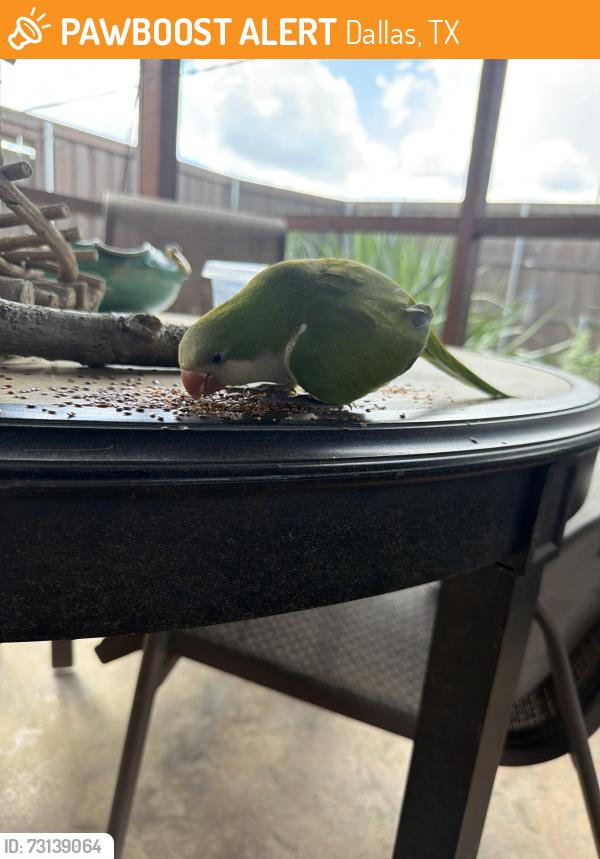 Found/Stray Unknown Bird last seen Fernshaw Drive and McCallum Drive, Dallas, TX 75248, Dallas, TX 75248