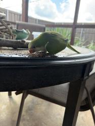 Found/Stray Unknown Bird last seen Fernshaw Drive and McCallum Drive, Dallas, TX 75248, Dallas, TX 75248