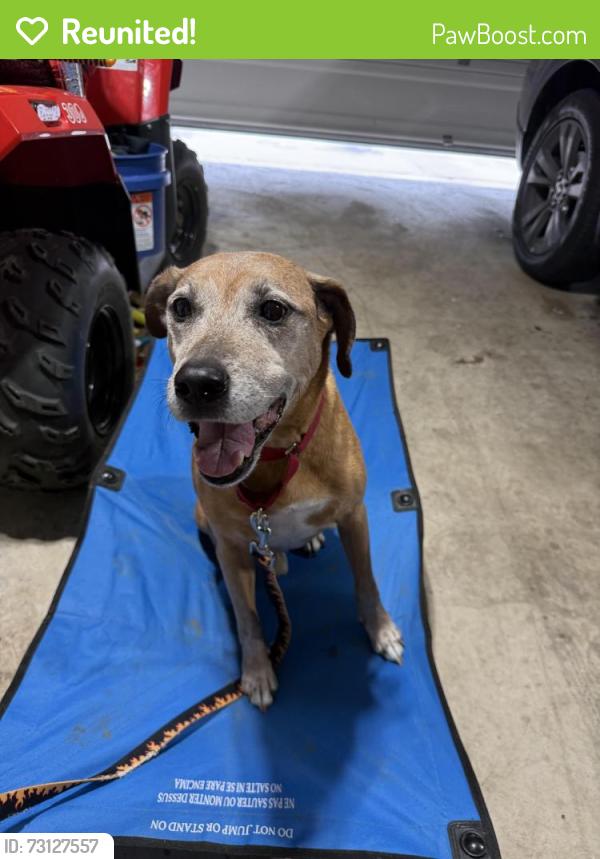 Reunited Male Dog last seen Meridian, San Antonio, TX 78245