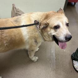 Shelter Stray Female Dog last seen , 4500 N Access Rd, Chattanooga, TN 37415, USA