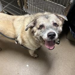 Shelter Stray Female Dog last seen , 4500 N Access Rd, Chattanooga, TN 37415, USA