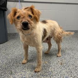 Shelter Stray Female Dog last seen , 328 Furman Hall Rd, Greenville, SC 29609, USA