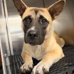 Shelter Stray Female Dog last seen , 2350 Appling City Cove, Memphis, TN 38133, USA