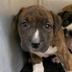 Shelter Stray Male Dog last seen , 2350 Appling City Cove, Memphis, TN 38133, USA