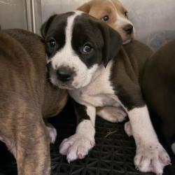 Shelter Stray Male Dog last seen , 2350 Appling City Cove, Memphis, TN 38133, USA