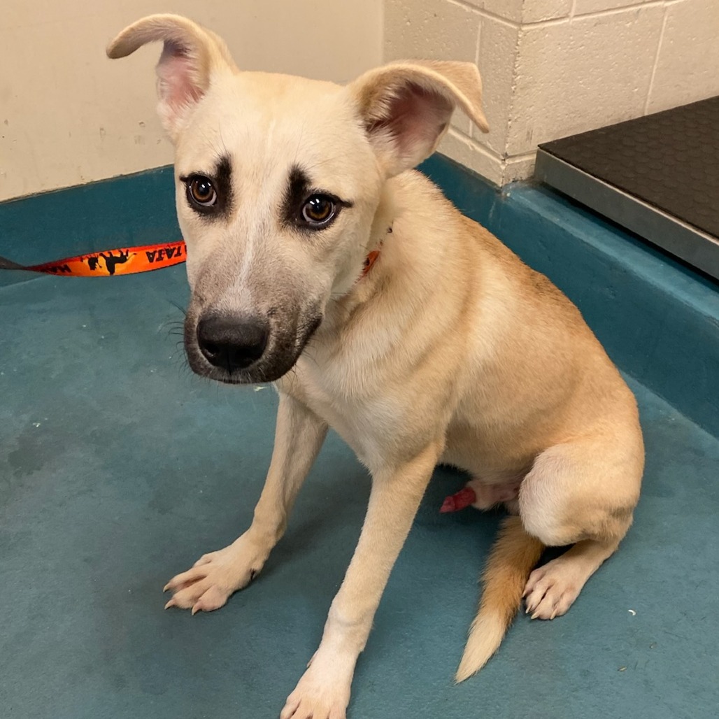 Shelter Stray Male Dog last seen , 2350 Appling City Cove, Memphis, TN 38133, USA