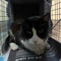 Shelter Stray Male Cat last seen , 361 S Raymond Ave, Pasadena, CA 91105, USA