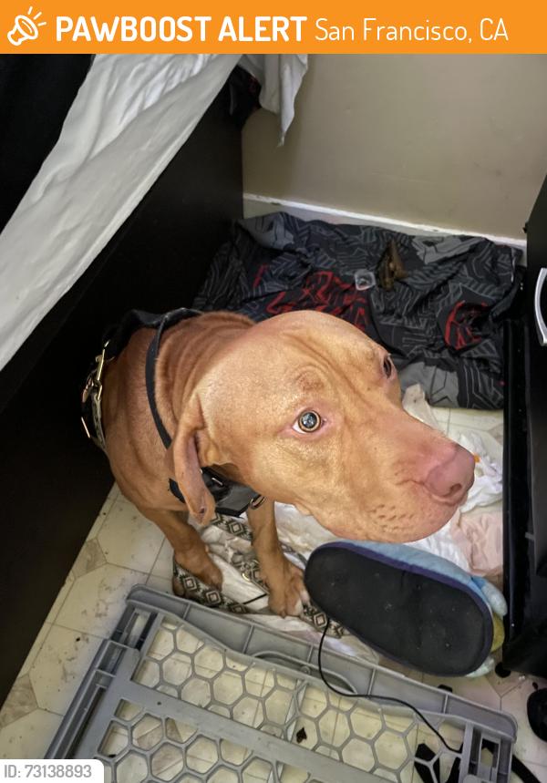 Found/Stray Male Dog last seen Shelby and evans, San Francisco, CA 94124