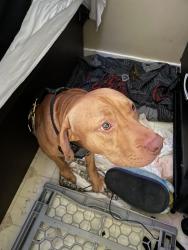 Found/Stray Male Dog last seen Shelby and evans, San Francisco, CA 94124