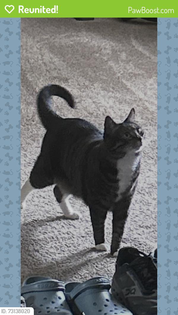 Reunited Male Cat last seen Pike Street and Kinnaman., Aloha, OR 97078