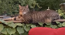 Reunited Male Cat last seen Near S. 48th St., Philadelphia PA 19143, Philadelphia, PA 19143