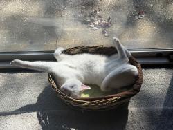Reunited Male Cat last seen Fort Caroline rd, Jacksonville, FL 32277